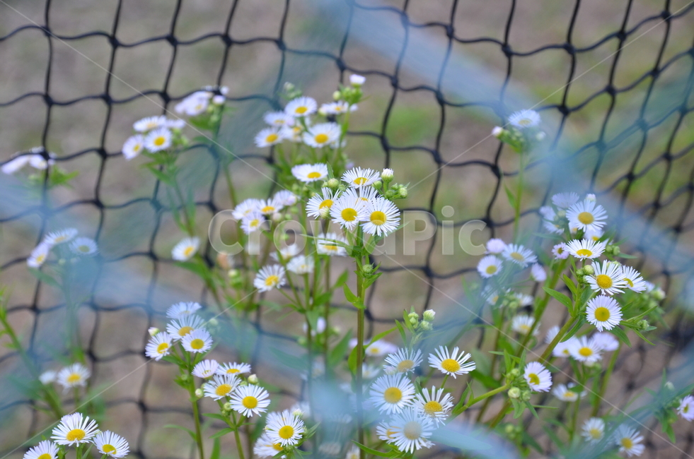 꽃,노란꽃,들꽃,노랑,노란색,계란꽃,철조망,식물,자연,plants,nature,꽃,flower