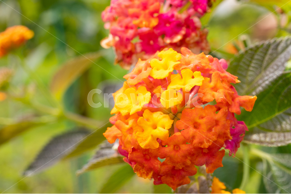 꽃,초록,주황,flower,식물,식물,자연,plants,nature,꽃,flower