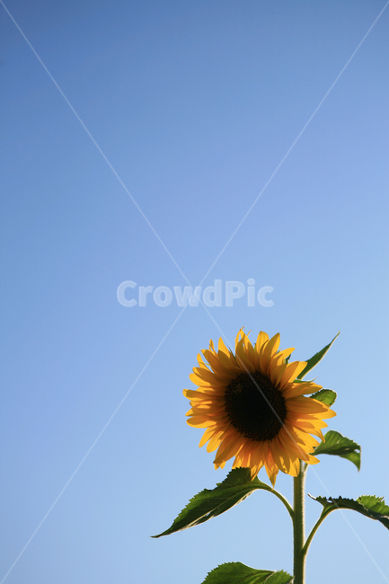 sky,blue sky,wait,blossom,nature,yellow flower,summer sky,sunflower,summer,flower,language of flowers,Positive,plant,season