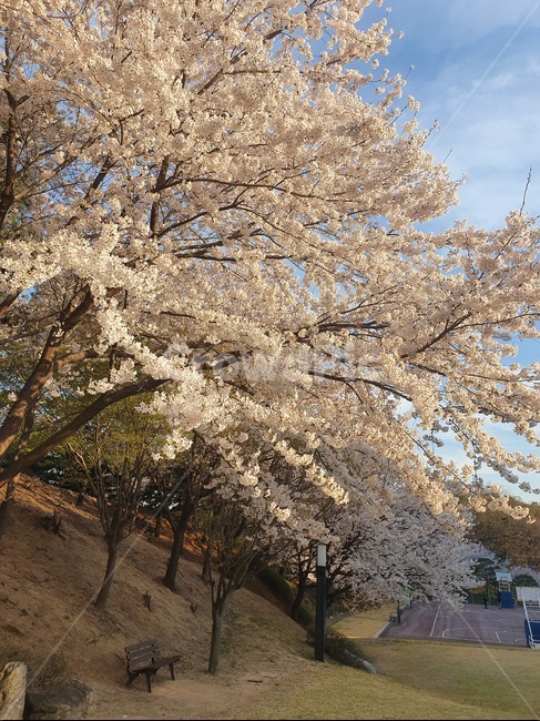 벚꽃,하늘,산,봄,흰색,따듯함,벤치