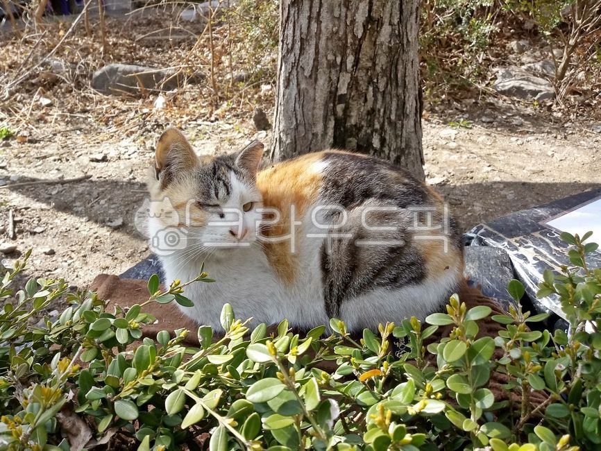 Bread posture,anmal,calico cat,alleycat,three colors,cute,starycat,threecolorcat,Korean Shorthair,stray cat,mammal,cat,nose short,mammalia