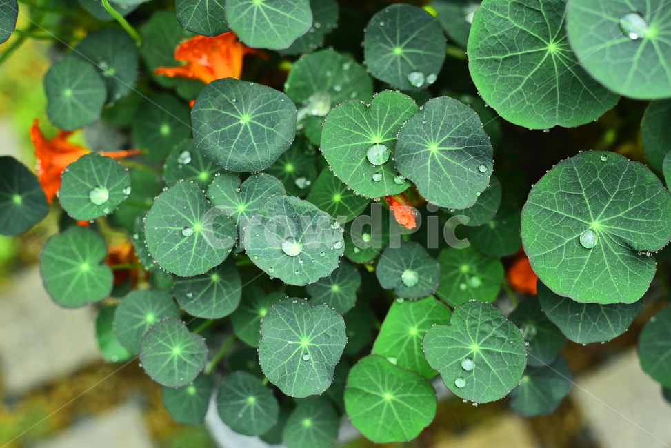 비오는날,우중,빗망울,물방울,원형,잎새,식물,한련화,시즌,계절,green,flowers,그린,초록색,그리너리,꽃,우요일,빗물,맺히다,h2o,수분,습기,촉촉한,젖다,잎맥,일년초,화초