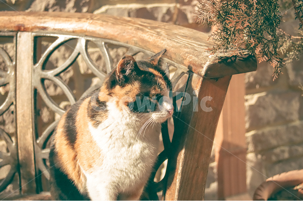 고양이,cat,냐옹이,동물,animals,길고양이,표정,지루함,boring,평화로움,peaceful