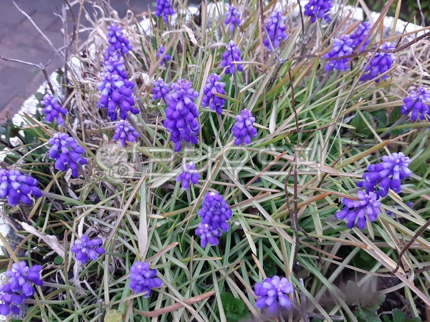 purple flower,petal,Muscari,flower