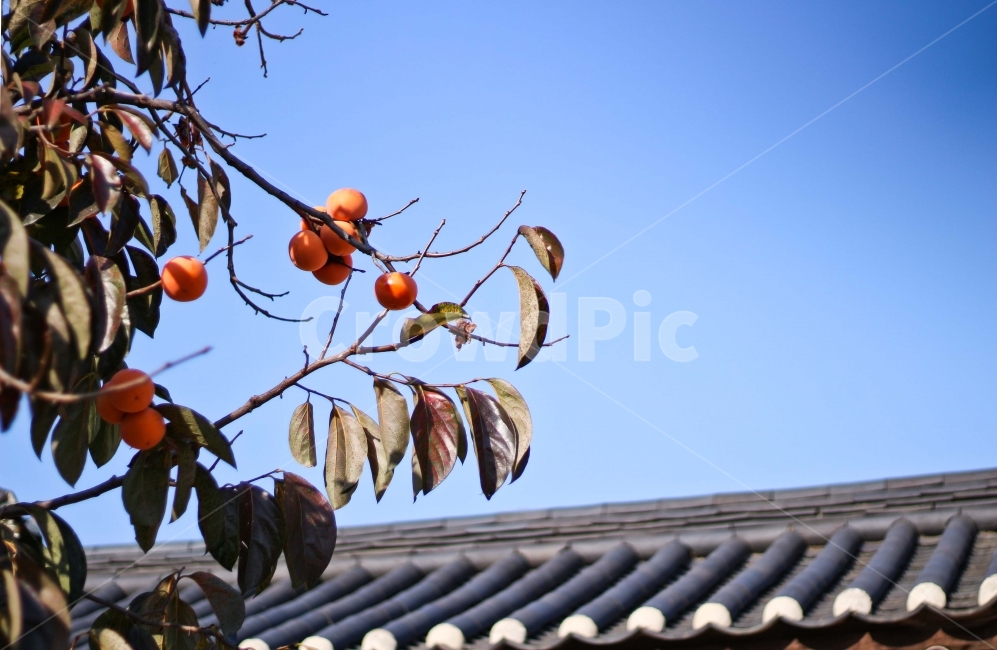 감,감나무,가을,하늘,창덕궁,창경궁,korea,tradition,가을,계절,fall,autumn,season,한국전통,한국문화,korean traditional,korean culture,식물,자연,plants,nature,과일,열매,fruit,plant