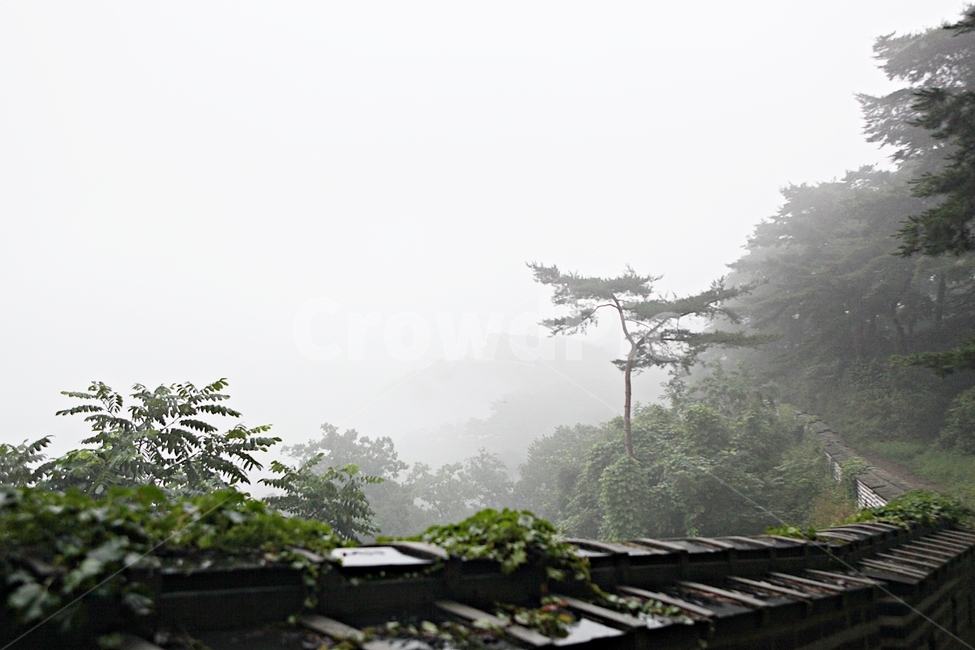 남한산성,성,성곽,둘레길,길,숲,숲길,안개,돌담,담,여름