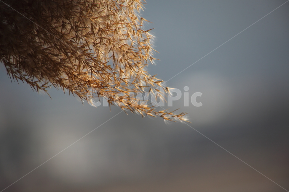 식물,풀,잡초,갈대,commonreed,겨울갈대,가을,계절,fall,autumn,season,식물,자연,plants,nature,tree,나무,plant,leaf,잎