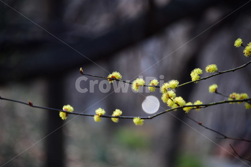 식물,plant,bud,싹,blossom,꽃,flower,sprout,봄,노랑,산수유