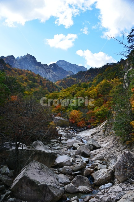 tree,나무,plant,식물,leaf,잎,nature,자연,outdoors,옥외,mountain,산,설악산,비선대,권금성,계곡,설악산가을,추색,만추,국립공원,가을,계절,fall,autumn,season,자연,풍경,nature,landscape