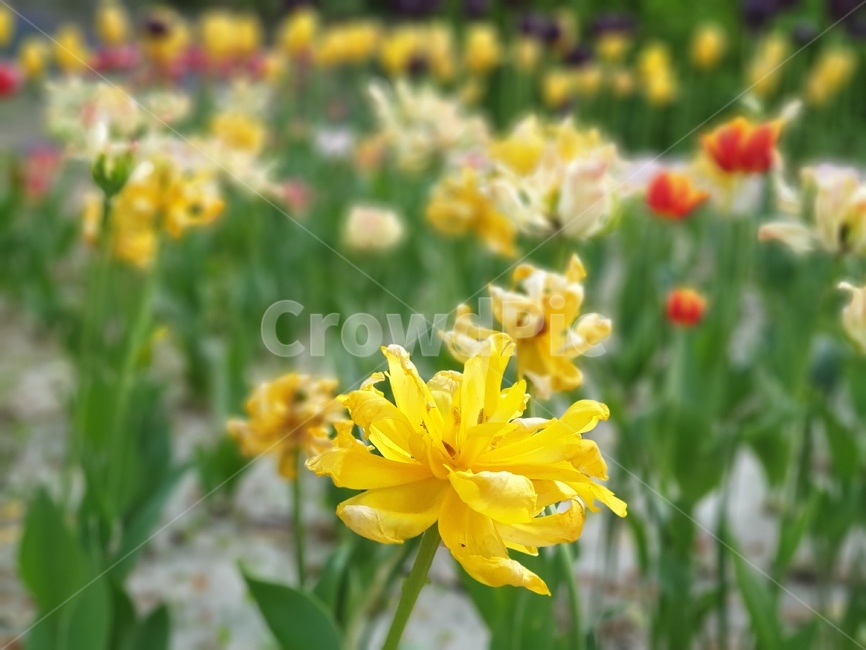 꽃,노란꽃,자연,flower,nature