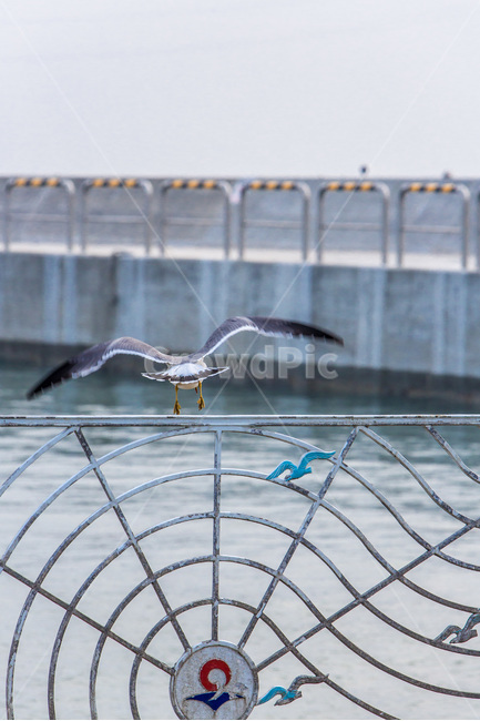 갈매기,바다,환경,자연,부두,포구,바닷가,조형물,동물,animal,조류,새,birds