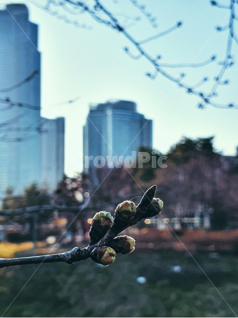 꽃,blossom,벚꽃,flower,식물