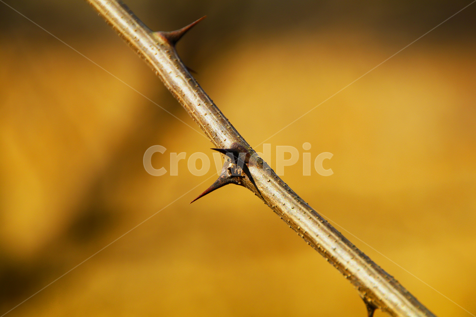 나뭇가지,나무,가시,아카시아,바늘,식물,자연,plants,nature