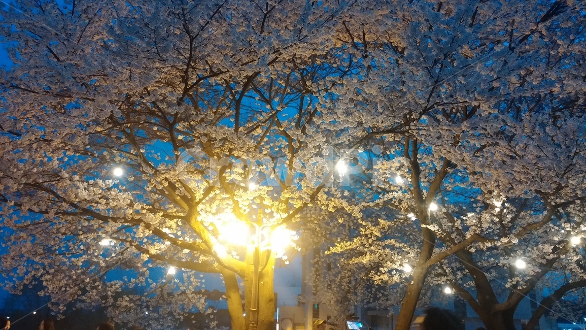 벚꽃,꽃,축제,벚꽃엔딩,봄,봄,계절,spring,season,야경,밤,풍경,nightscape,night,landscape,식물,자연,plants,nature,나무,trees,wood,light,빛,flare,플레어