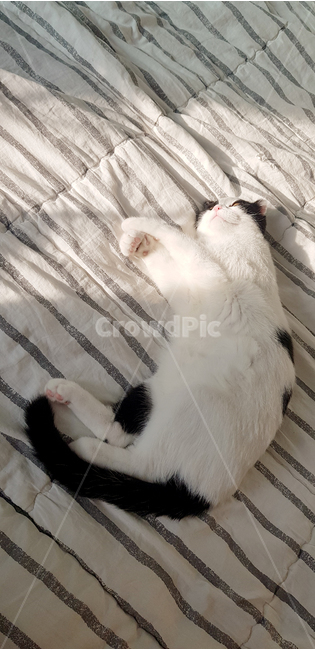 고양이,cat,낮잠,반려묘,침대