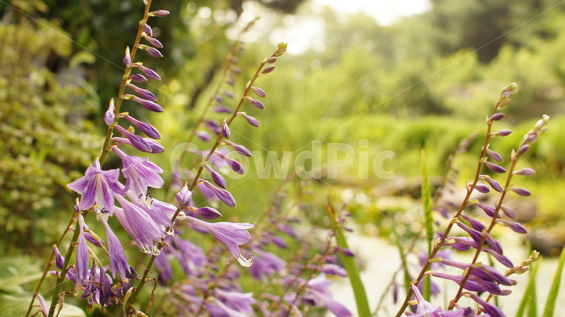 자연,꽃,오후,감성,가을,식물,여름,nature,flower,afternoon,sentimental,식물,자연,plants,nature,꽃,flower