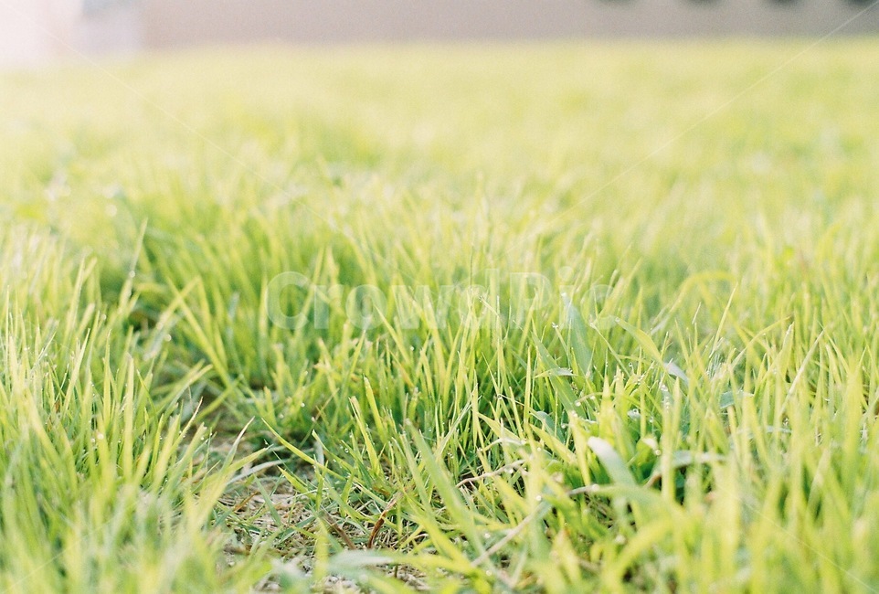 잔디,봄,grass,spring,녹색,green,초록색,필름카메라,감성사진,filmphoto,필름사진
