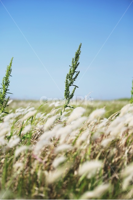 들판,삘기,파란하늘,자연,초원,바람,grassland,bluesky,nature,wind,자연,풍경,nature,landscape,식물,plants,감성,sensible,feeling,grass,잔디,plant,목초지,field,들,outdoors,옥외