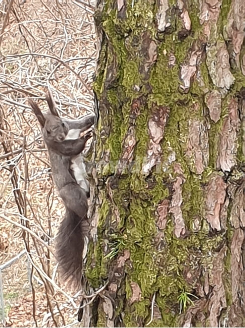 청설모,멀뚱,동물,다람쥐,산,귀여움,동물,animal,포유류,mammal
