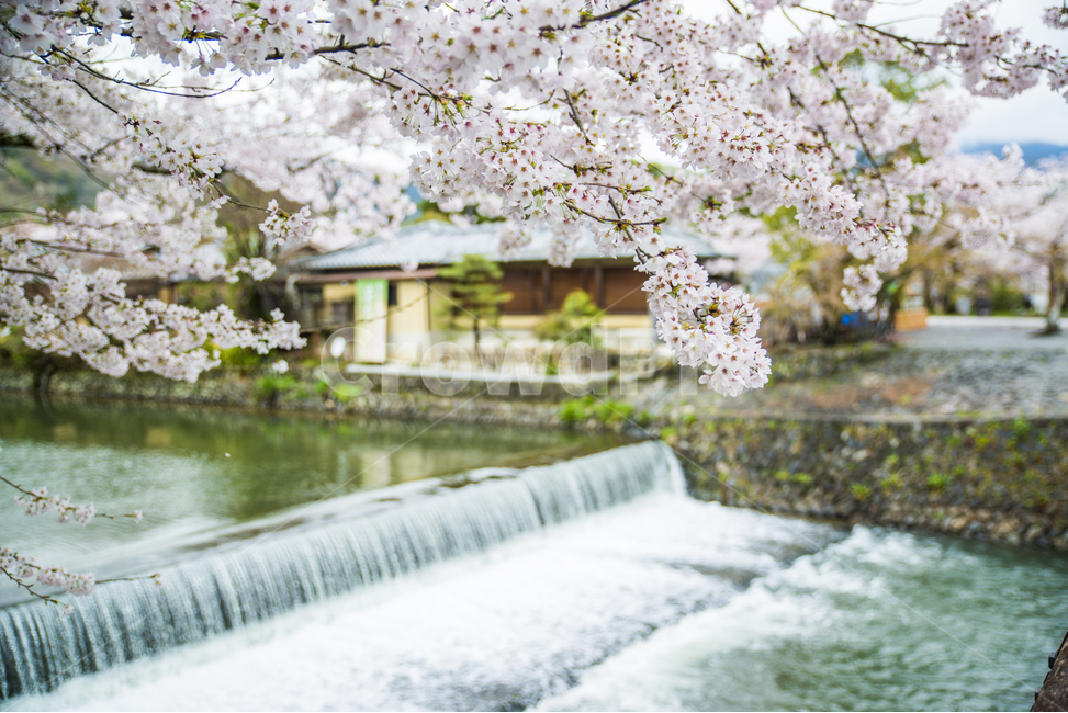 일본,오사카,벚꽃,교토,아라시야마,봄,계절,spring,season,시골,마을,풍경,landscape,country,rural,town,해외,외국,세계,foreign,oversea,world,식물,자연,plants,nature,꽃,flower,감성,sensible,feeling,plant,blossom