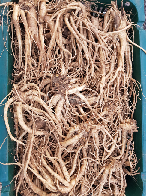 도라지,음식,식재료,식물,뿌리,자연,요리,반찬,채소,야채,농산물,농사,건강,나물,음식,식재료,요리,food,cook,meal,dishes,food reserves,채소,야채,vegetables