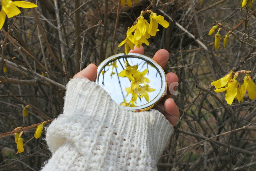 개나리,꽃,봄,손,사람,하늘,자연,spring,노랑,노란색,yellow,hand,people,손거울,거울,mirror,봄,계절,spring,season,식물,자연,plants,nature,꽃,flower,사람,인물,인간,human,person,신체일부,몸,body