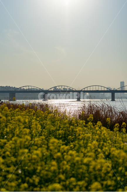 유채꽃,서래섬,공원,유채밭,꽃,노랑,감성,역광,봄,계절,spring,season,building,건물,architecture,건축물,bridge,다리,arch,아치,arched,아치형