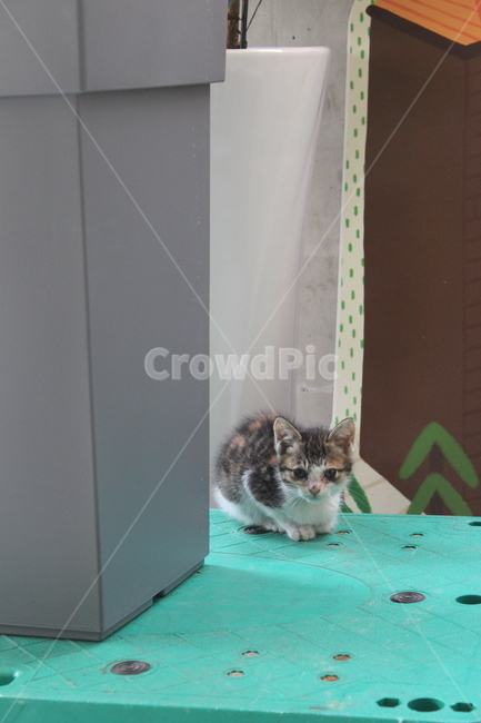 고양이,새끼고양이,길고양이,cat,동물,kitten,animal,baby,cute,little,새끼,화분,길냥이,pet,유기묘
