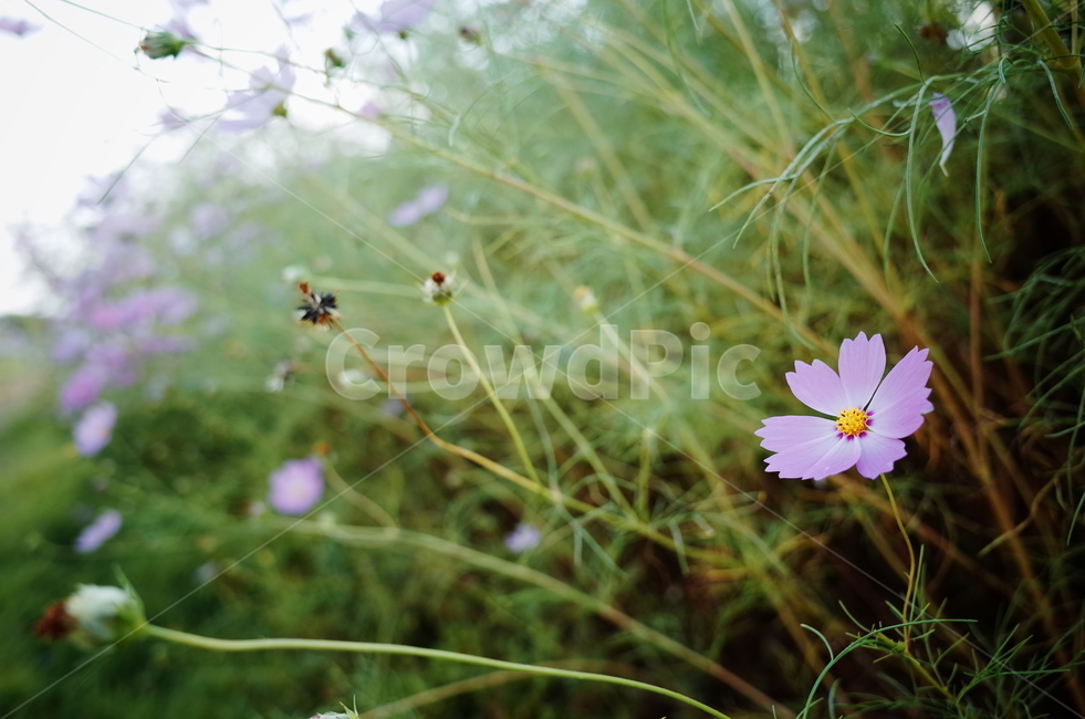 코스모스,분홍색,접사,군락,꽃,가을,계절,fall,autumn,season,식물,자연,plants,nature,꽃,flower,plant