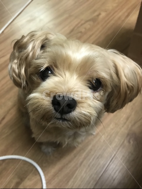 강아지,반려견,요크셔테리어,믹스견,댕댕이,멍멍이,동물,animal,포유류,mammal,개,강아지,dog,doggy