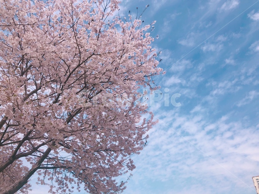 하늘,벚꽃,나무,꽃,봄,분홍,색감,평화로운,편안한,힐링,치유,여유,자연,풍경,계절,spring,pink,cherryblossom,flower,tree,nature,rest,relaxation,healing