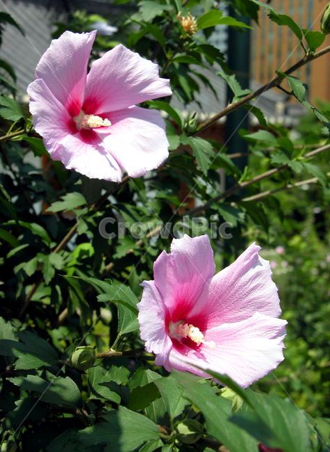 무궁화,plant,식물,flower,blossom,꽃