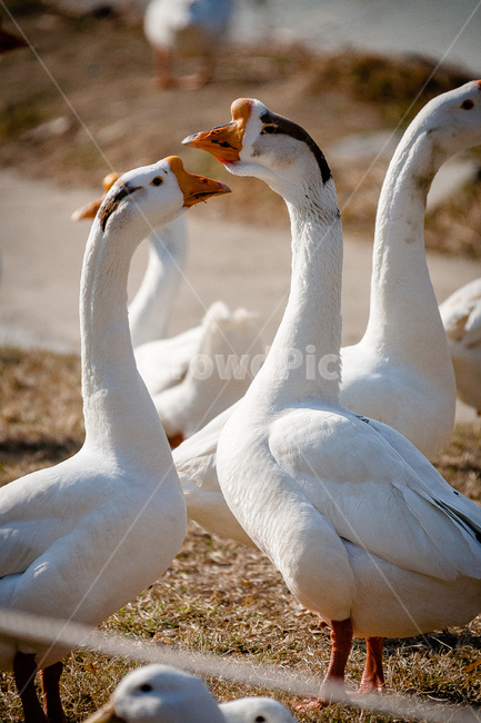 거위,동물원,부리,조류,동물,동물,animal,조류,새,birds
