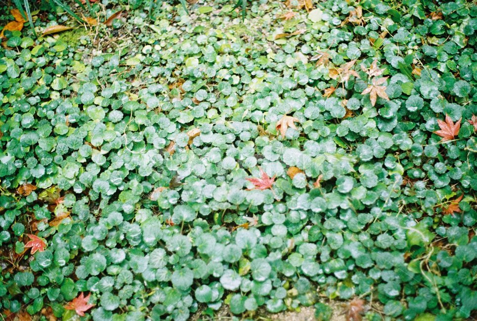 초록,그린,풀,나무,꽃,낙엽,땅,식물,자연,plants,nature