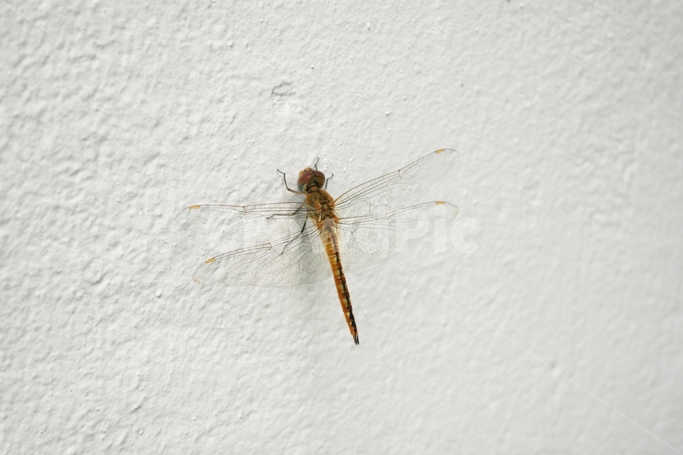 잠자리,고추잠자리,초가을,가을,빨강,풍경,자연,동물,animal,곤충,벌레,insect,bug