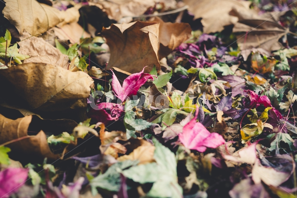 낙엽,감성,접사,가을,알록달록,쓸쓸함,fall,가을,계절,fall,autumn,season,식물,자연,plants,nature,감성,sensible,feeling,leaf,잎,plant
