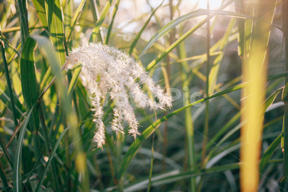 가을,갈대,햇살,햇볕,자연,풀,풀잎,잎사귀,가을,계절,fall,autumn,season,식물,자연,plants,nature,plant,grass,잔디,lawn,reed