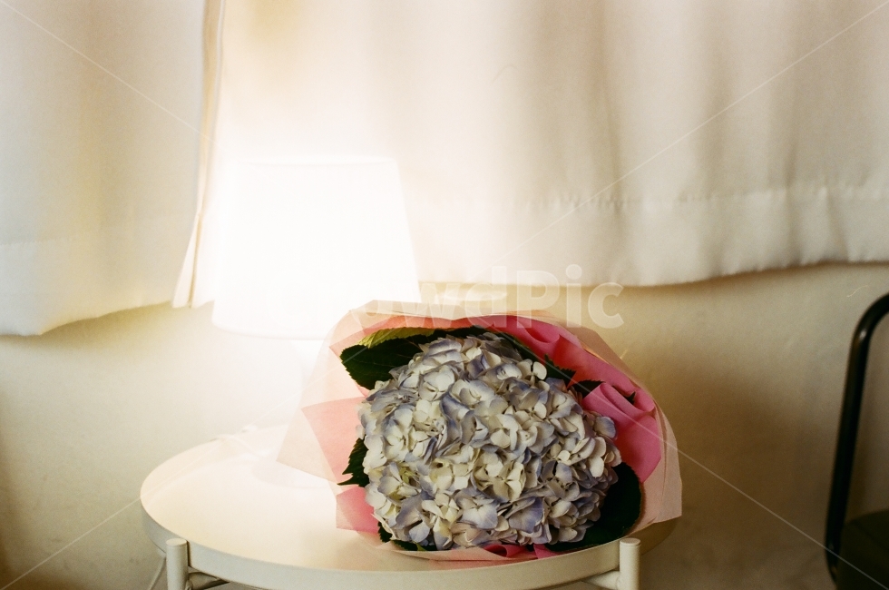 수국,꽃,flower,cafe,꽃다발,선물,gift,조명,따뜻함,감사함,기념일,anniversary,축하,기념,100일,1주년,인테리어,interior,식물,자연,plants,nature,꽃,flower,기념일,축하,anniversary,congratulation,celebrate,celebration,감성,sensible,feeling