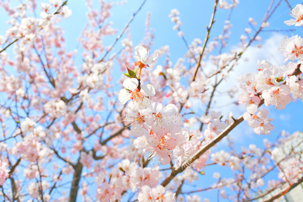 봄,꽃,감성사진,살구,살구꽃,연분홍,분홍,색감,자연,sky,pink,flower,봄,계절,spring,season,식물,자연,plants,nature,꽃,flower,plant,blossom
