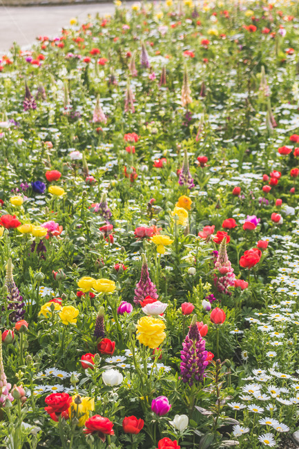 field,grassland,들,nature,자연