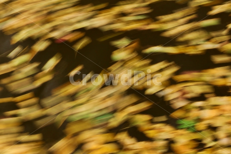 가을,낙엽,나뭇잎,가을색,은행잎,장노출사진,속도,감성,fall,fallenleaves,autumn,연출,컨셉,콘셉,direction,concept