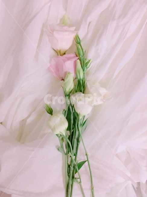 꽃,리시안셔스,다발,화이트,flower,white,pink,green,식물,자연,plants,nature,꽃,flower,감성,sensible,feeling,색깔,색상,색채,색감,color sense,color sensitivity,feeling of color