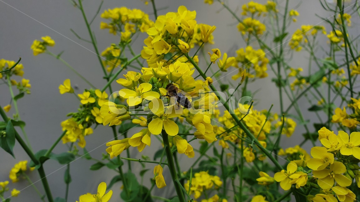 벌,노란색,유채꽃,꿀벌,매크로,접사,귀여움,yellow,bee,일벌,work,봄,계절,spring,season,식물,자연,plants,nature,꽃,flower,동물,animal,곤충,벌레,insect,bug,invertebrate,무척추 동물,honey bee