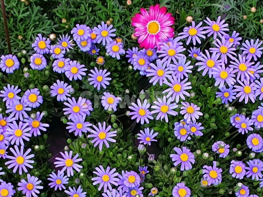 꽃,야생화,보라색꽃,보라색,자주색꽃,자주색,flower,wildflower