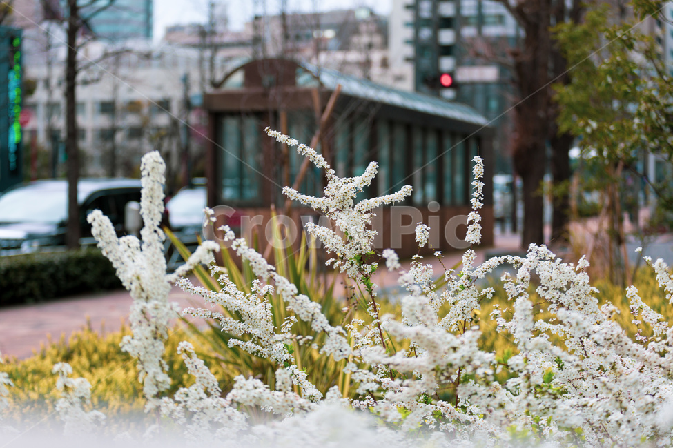 봄,따스함,꽃,식물,도심,봄,계절,spring,season,식물,자연,plants,nature,꽃,flower,outdoors,옥외,ice,빙
