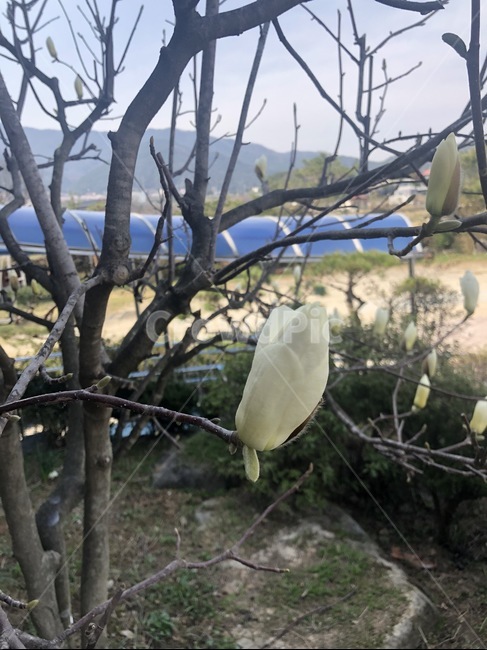 plant,식물,꽃,나무,봉우리