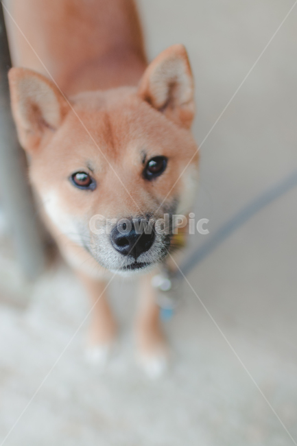 개,시바견,진돗개,강아지,댕댕이,감성사진,동물,동물,animal,포유류,mammal,개,강아지,dog,doggy