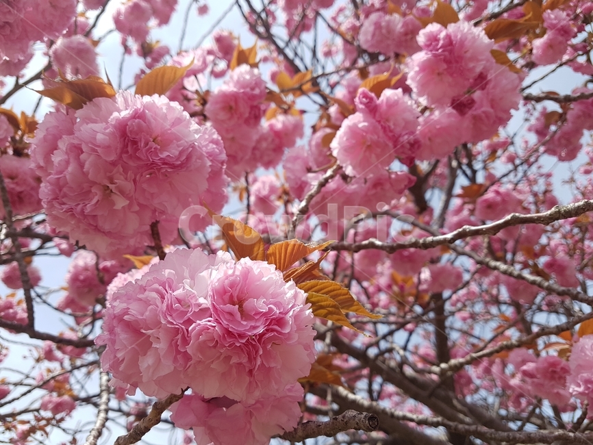 plant,식물,blossom,flower,꽃,겹벚꽃,경주,불국사,분홍,pink,cherryblossoms,벚꽃,봄,spring,나무,tree,싱그러움,행복,happy