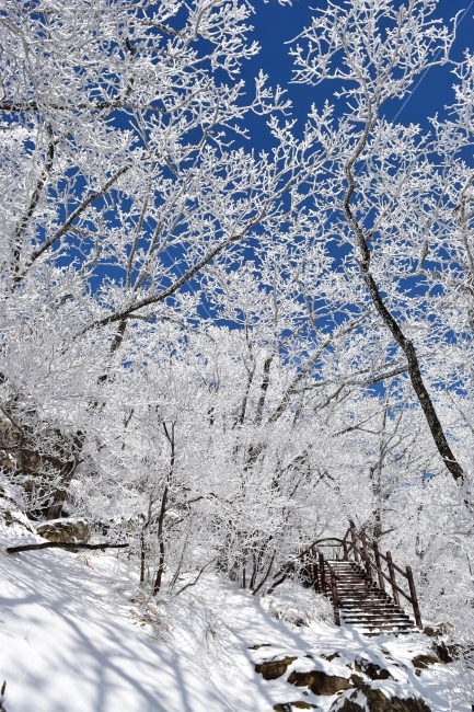 Famous winter mountain,A national park,blue sky,snow scene,Yeongdong,snow scenery,commercial high school,frost flower,100 famous mountains,Sobaeksan Mountain,snow,winter fairy tale,snowflake scenery,winter landscape,landscape