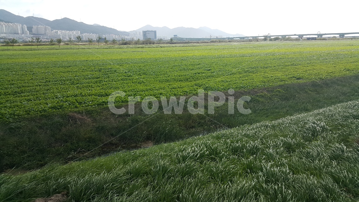 풀,식물,들판,밭,초록,자연,풍경,nature,landscape,field,들,outdoors,옥외,grassland,목초지,plant,grass,잔디